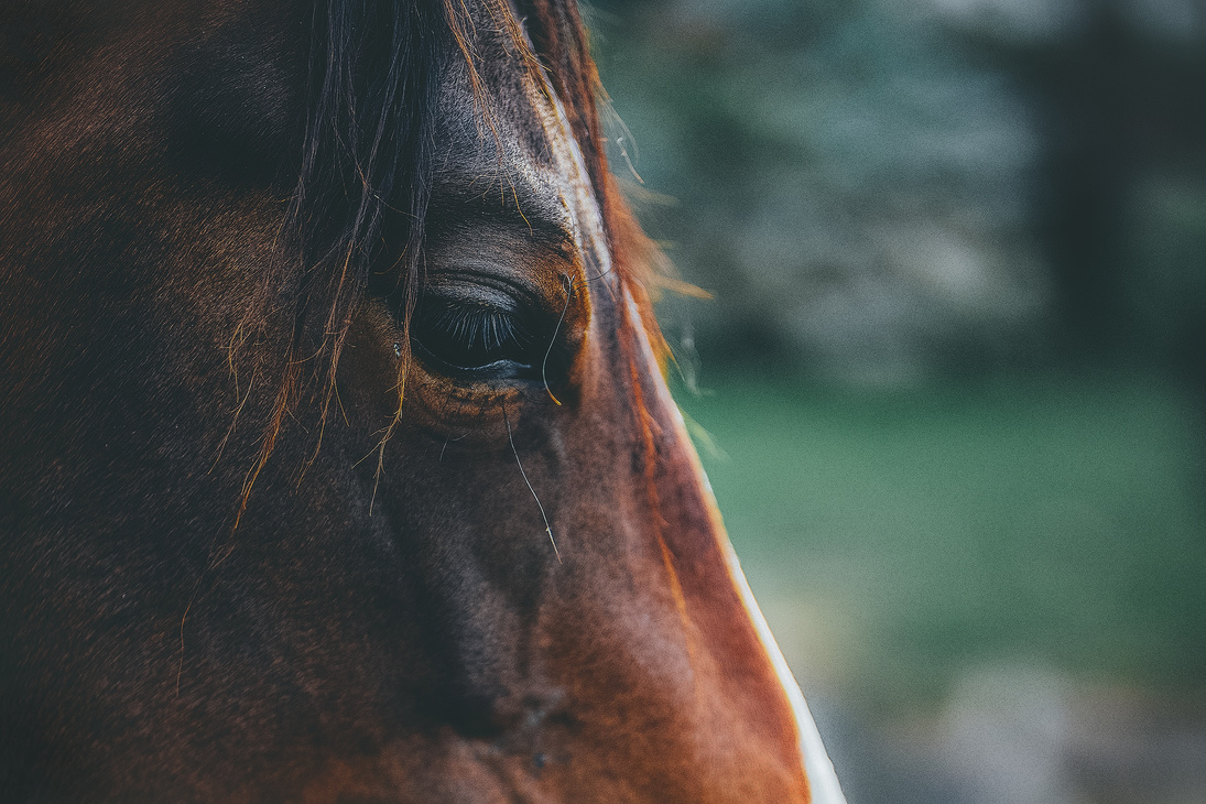 Brown Horse In Close-up Photography
