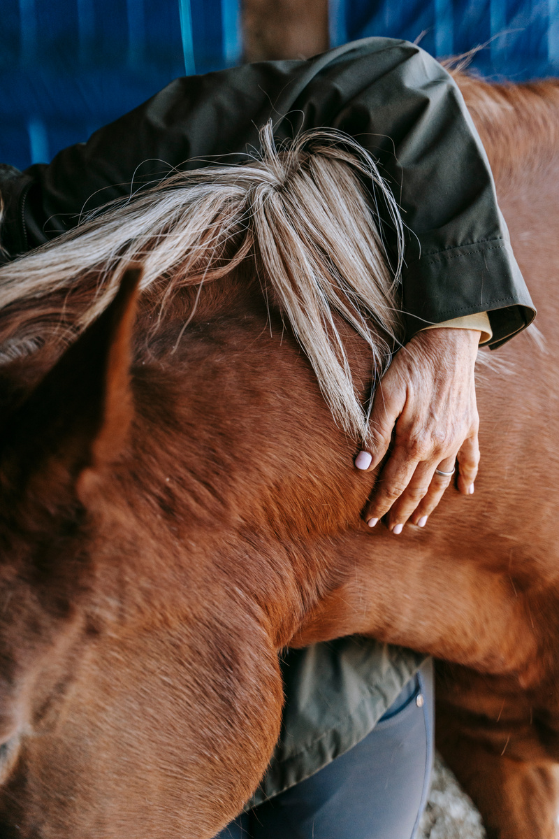 Person in Black Leather Jacket Holding a Brown Horse