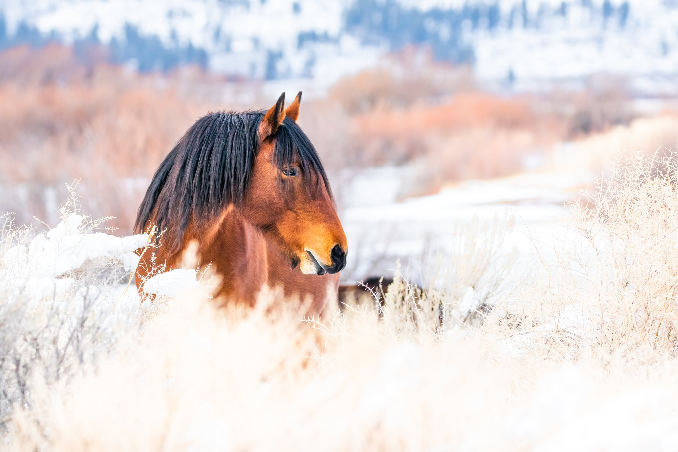 Wild Horse
