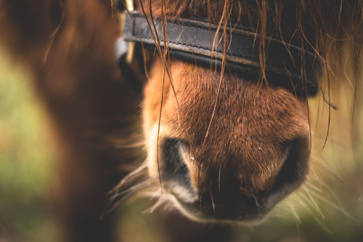 Close-up of Horse Nose