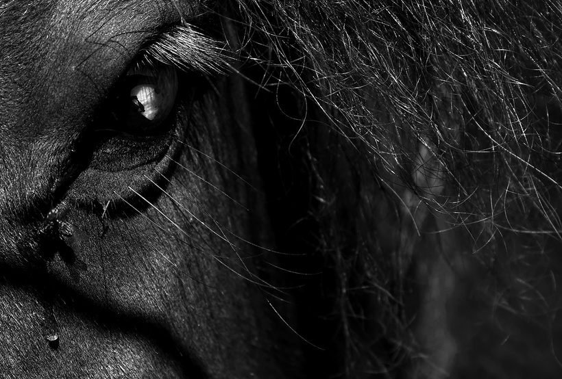 Eye Close-up of a Horse